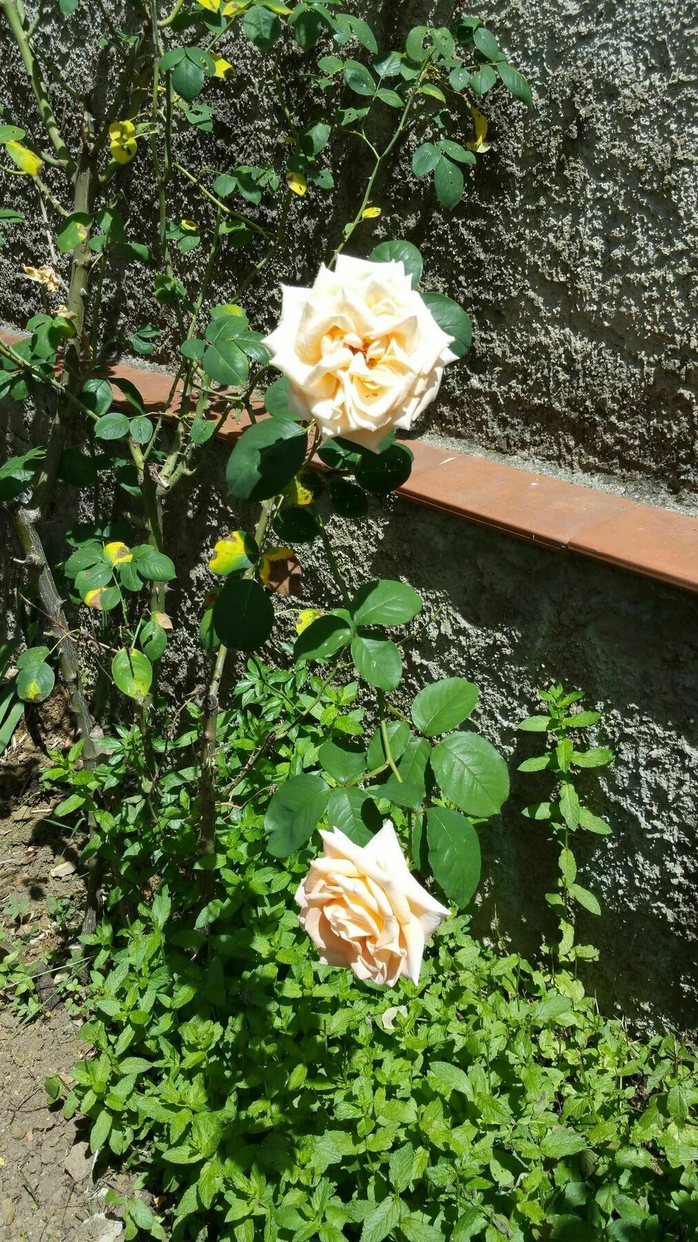 פירנצה La Villa Nei Fiori מראה חיצוני תמונה
